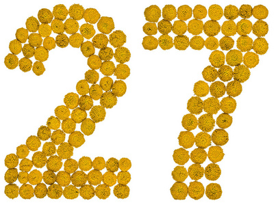 艾菊花卉阿拉伯数字 27, 二十七, 从黄色的花艾菊, 我照片