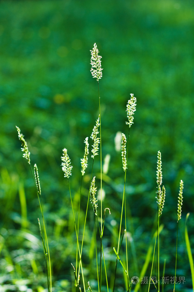 夏季草地