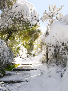 巴塞罗那白雪覆盖的森林