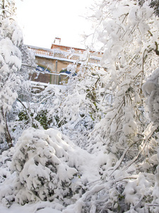 巴塞罗那白雪覆盖的森林