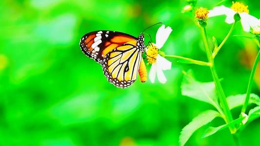泰国蝴蝶在牧场花昆虫户外自然