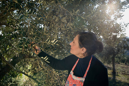 白种人成熟妇女采摘橄榄在庭院里