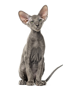 年轻的 peterbald 猫, 坐在白色的孤立