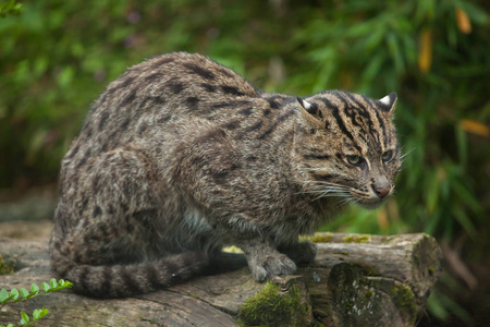 钓鱼猫 Prionailurus viverrinus。野生动物