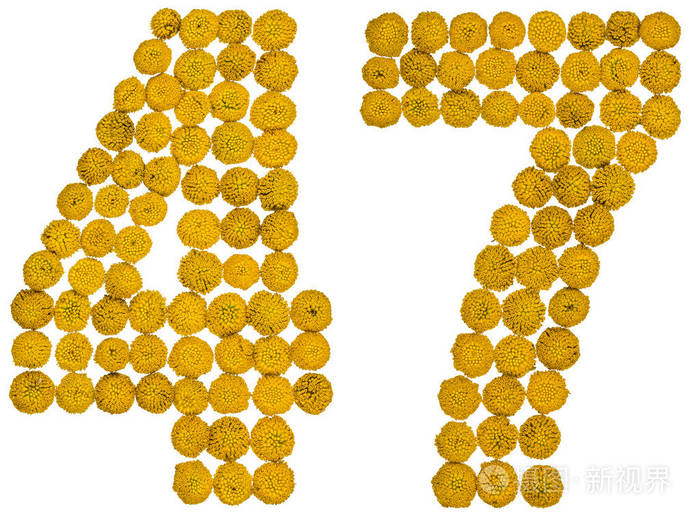 阿拉伯数字47四十七从黄色的花艾菊是