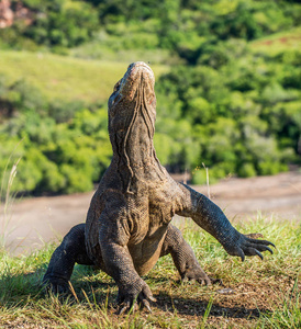 科莫多龙巨蜥 komodoensis 抬起头, 张开嘴巴。它是世界上最大的活蜥蜴。Rinca 岛印度尼西亚