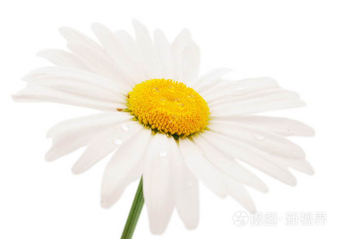 甘菊黄春菊