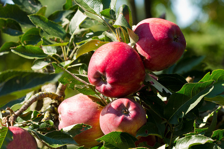 苹果，苹果树 apple的名词复数  美国口语棒球 美国英语保龄球坏球 苹果属植物的果实如野生酸苹果沙果