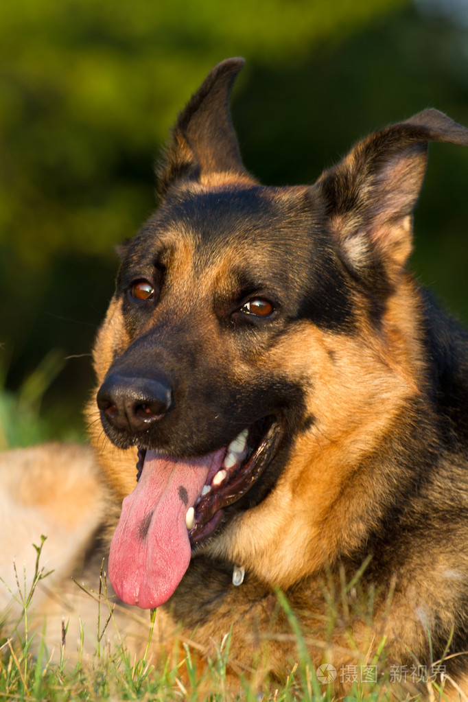 德国牧羊犬阿尔萨斯狼犬