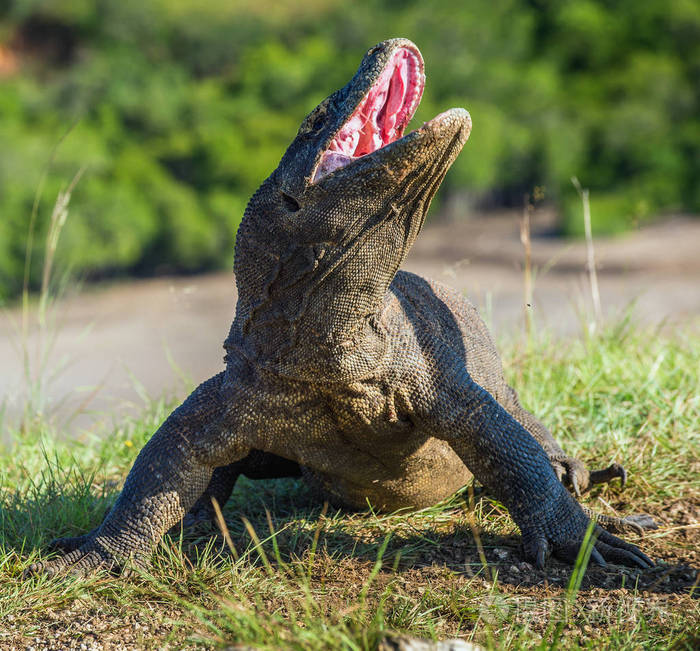 科莫多龙巨蜥 komodoensis 抬起头, 张开嘴巴