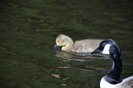 年轻的加拿大人geese