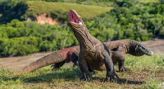 科莫多龙巨蜥 komodoensis 抬起头, 张开嘴巴。它是世界上最大的活蜥蜴。Rinca 岛印度尼西亚