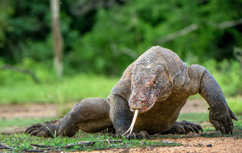 行走科莫多龙 巨蜥 komodoensis 舌出, 嗅空气。世界上最大的活蜥蜴Rinca 岛印度尼西亚