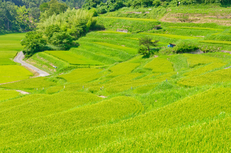 野田稻田