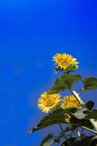 向日葵的黄花