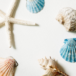 白色背景的贝类和海星, 海洋装饰