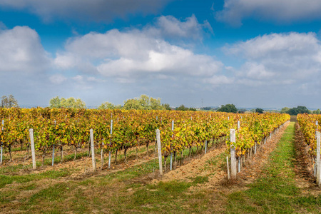 法国波尔多附近梅多克地区的葡萄园