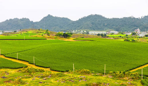 坪洲茶岭图片