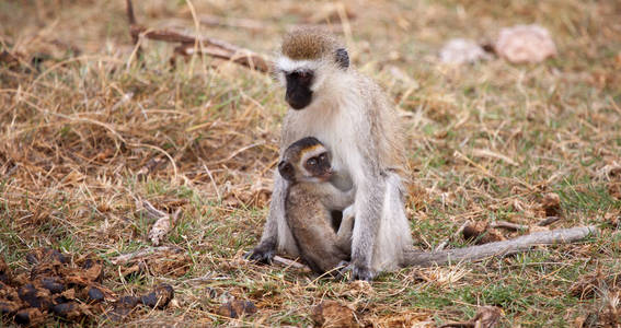 猴子与小一个是坐, 在肯尼亚狩猎