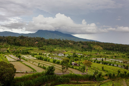 在印度尼西亚巴厘岛上的水稻梯田