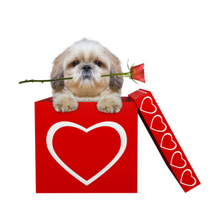 可爱的狗与玫瑰坐在情人节盒。隔离在白色