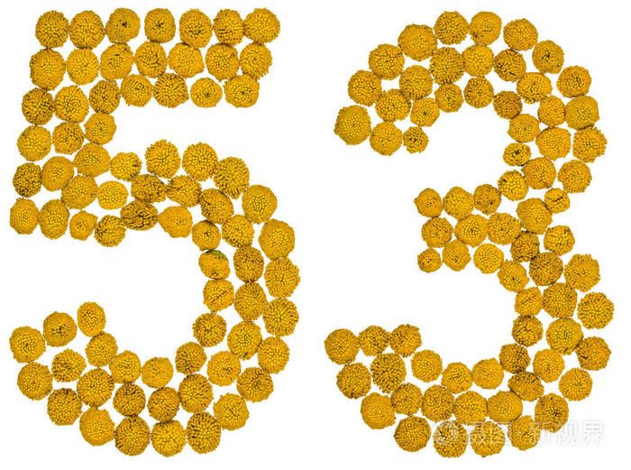 阿拉伯数字53五十三从黄色的花艾菊是