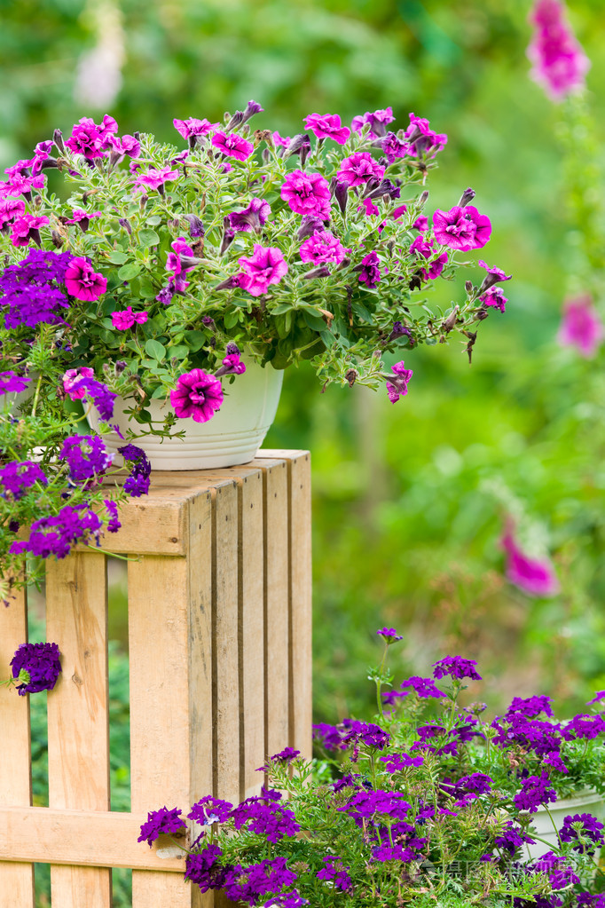 花盆里的紫罗兰花