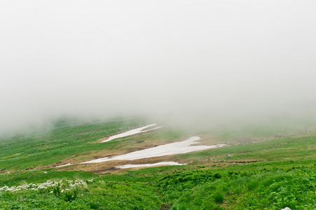 雪和草