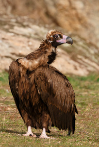 天然栖息地绿草上的大黑秃鹫