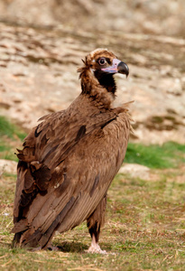 天然栖息地绿草上的大黑秃鹫