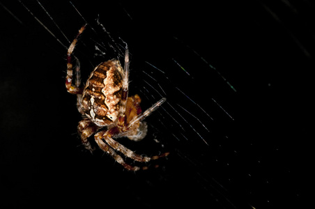 花园蜘蛛araneus diadematus