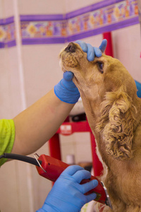 剪头发到一个可卡猎犬狗在理发师