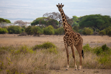 长颈鹿是站立和观看在大草原肯尼亚