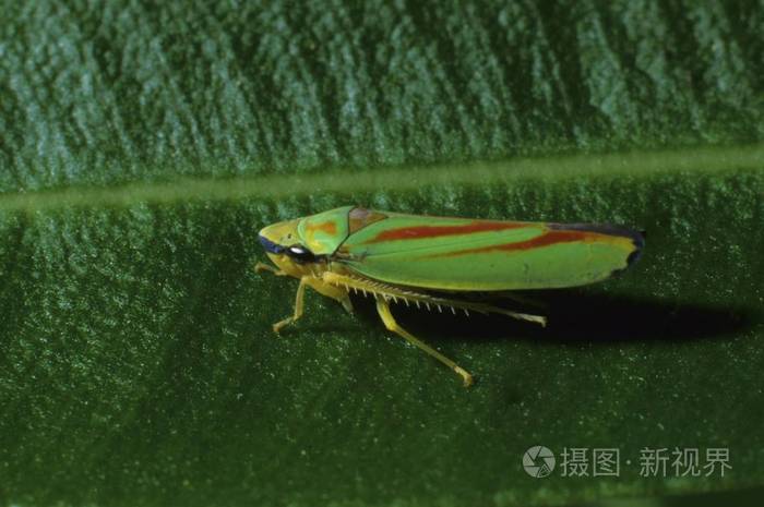 夹竹桃叶上的蝉graphocephalafennahi