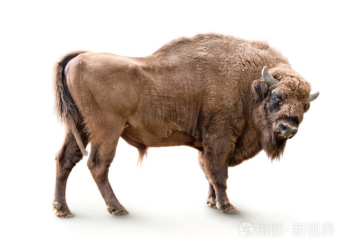 欧洲野牛