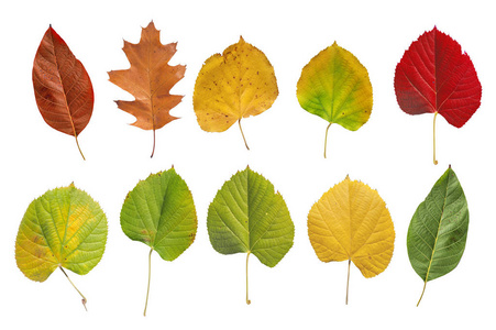 几种天然彩色植物园叶的白底分离树