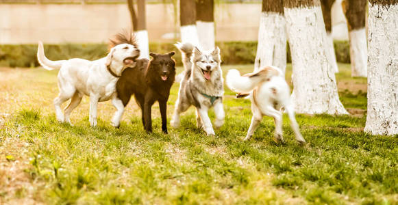 在公园外玩耍在公园外面玩耍的一群狗照片