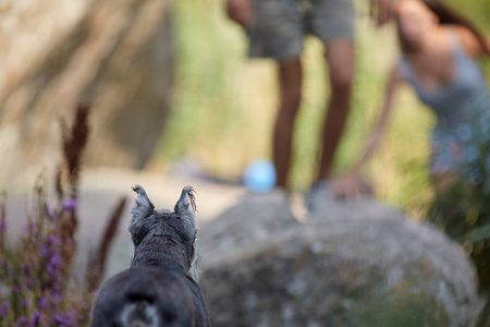 灰色微型纳瑞狗与人的背景图片图片