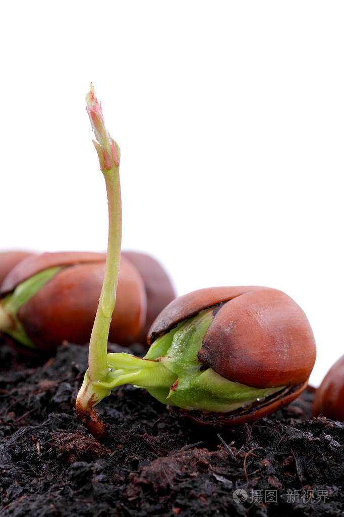 春天新鲜的橡子