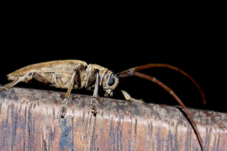 长角牛甲虫图片