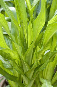 玉米叶子图片-玉米叶子素材-玉米叶子插画-摄图新视界