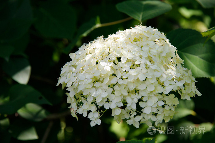 白色绣球花Hortensia盛开。