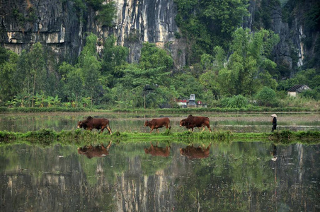 牛仔驾驶三牛, 越南, 东南亚, 亚洲