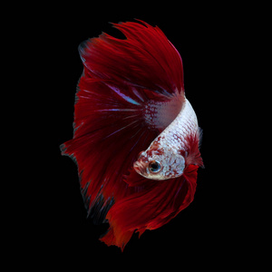 美术理念特写 半月 Betta 鱼, 斗鱼分离的美丽运动