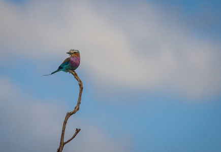 丁香花扣滚筒在马赛马拉, Kenia