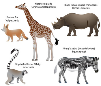 生活在非洲领土上的动物收藏 北长颈鹿, 黑犀牛, 纹的斑马, 环尾狐猴, fennec 狐