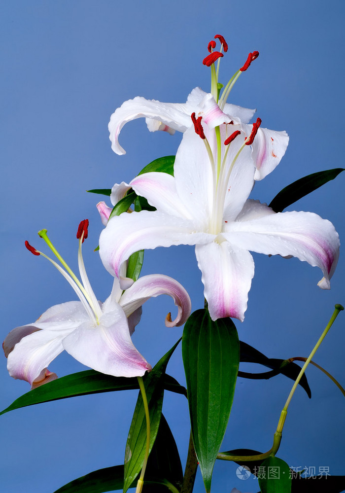 蓝色背景的百合花照片-正版商用图片034etv-摄图新视界