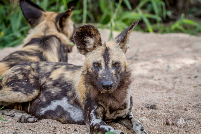 非洲野狗躺在沙子里