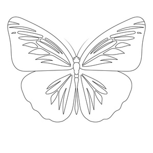 蝴蝶矢量图片大全