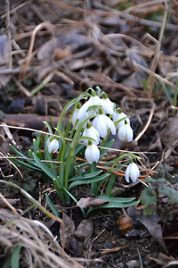 雪花与新春